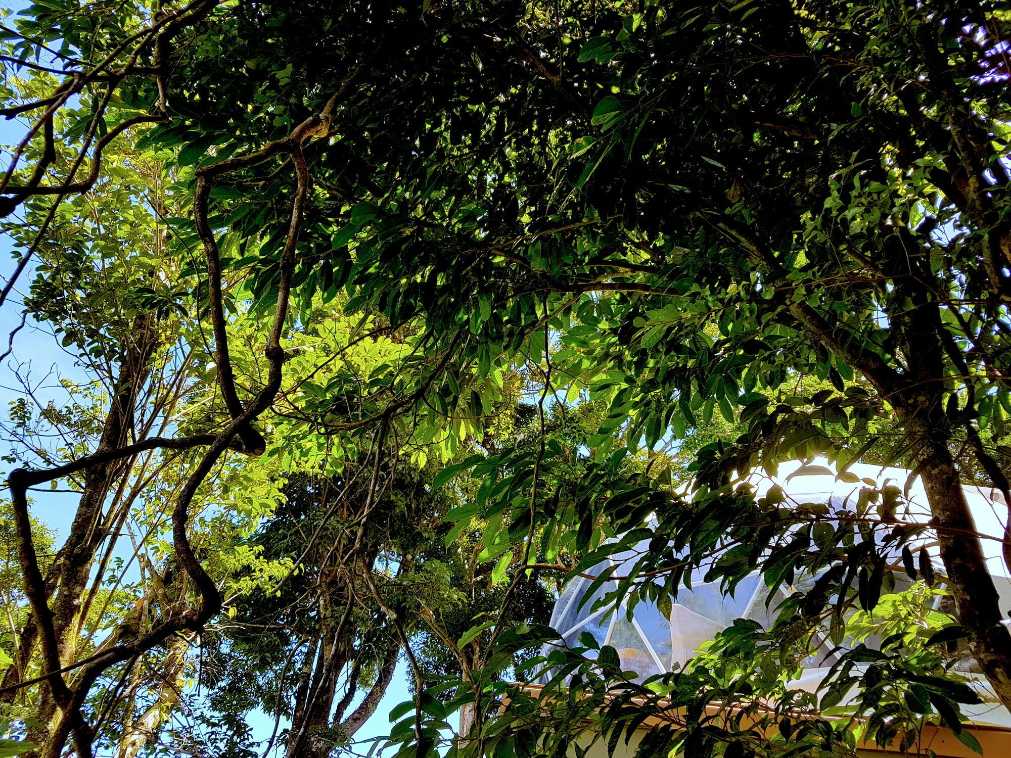 Chira Glamping Resort Monteverde Eksteriør bilde