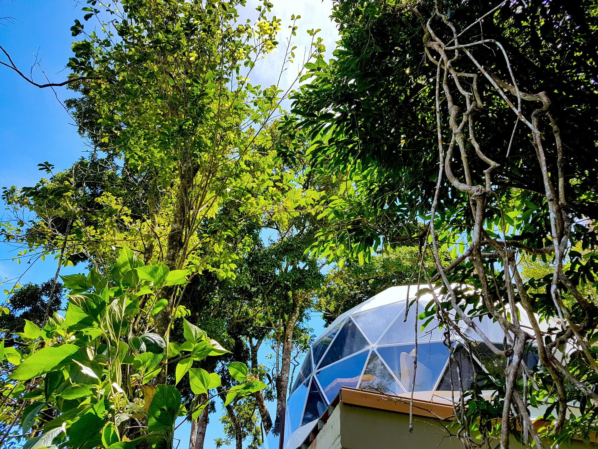 Chira Glamping Resort Monteverde Eksteriør bilde